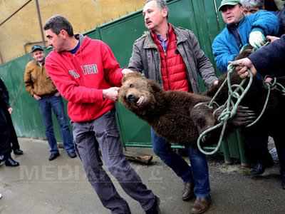 Urs ucis Sibiu